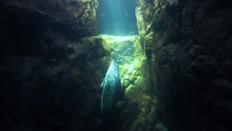 foca nadando pacíficamente a través de un cañón submarino iluminado por el sol