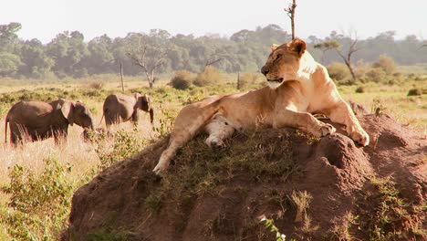 un hermoso león posa sobre una roca en áfrica 1