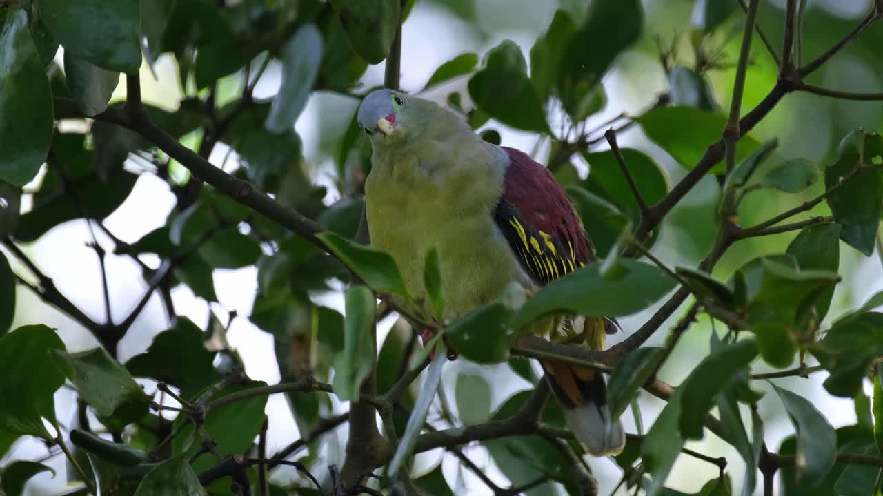 mirando hacia la izquierda mientras mira a su alrededor moviendo su cabeza hacia adelante luego agita su cola dentro del follaje de este árbol frutal, paloma verde de pico grueso treron curvirostra, tailandia