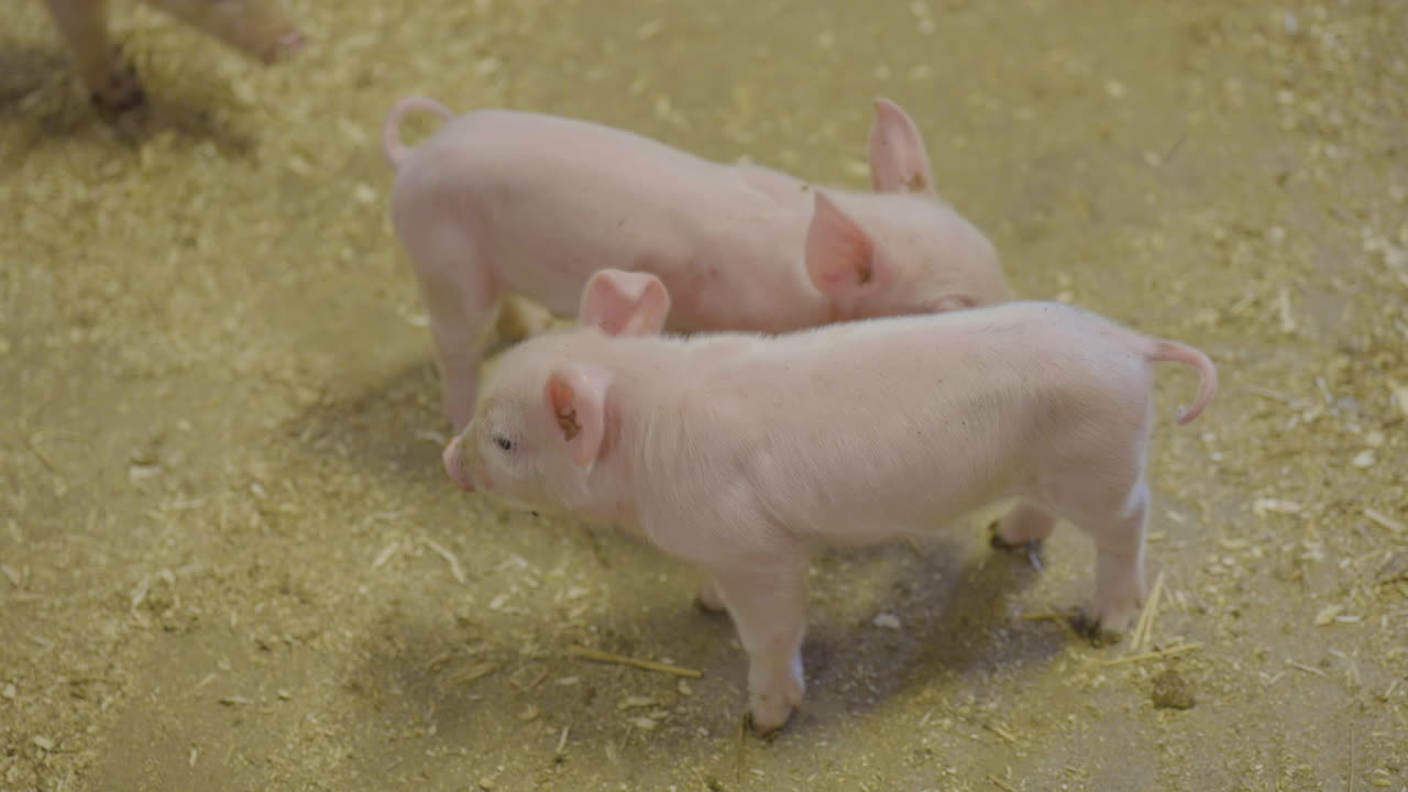 cena engraçada da fazenda de porcos