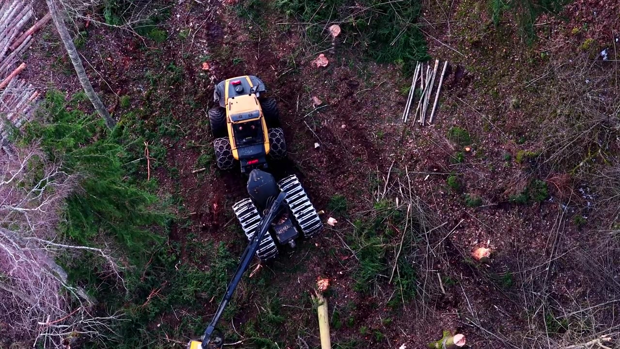 Yellow forestry harvester cutting and processing a felled pine tree trunk