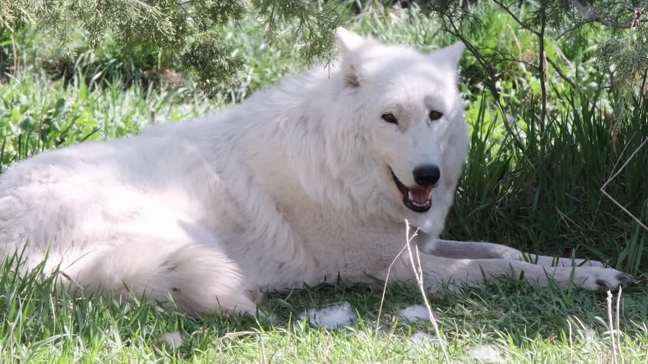White Arctic Wolf panting in the heat out of place in boreal forest ...