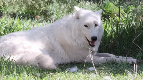 lobo ártico blanco jadeando en el calor fuera de lugar en el bosque boreal