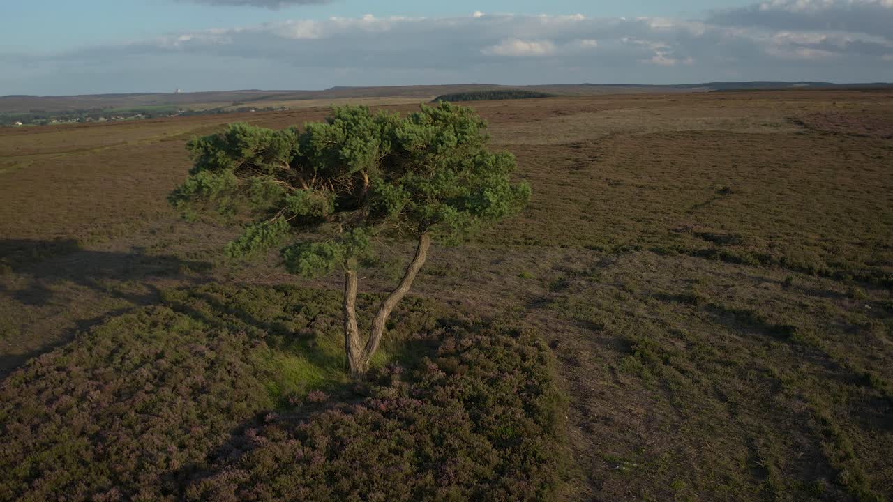 헤더 황무지에서 자라는 고독한 나무 주위를 천천히 회전하는 공중
