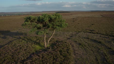 Aerial-with-slow-rotation-around-lone-tree-growing-on-heather-moorland