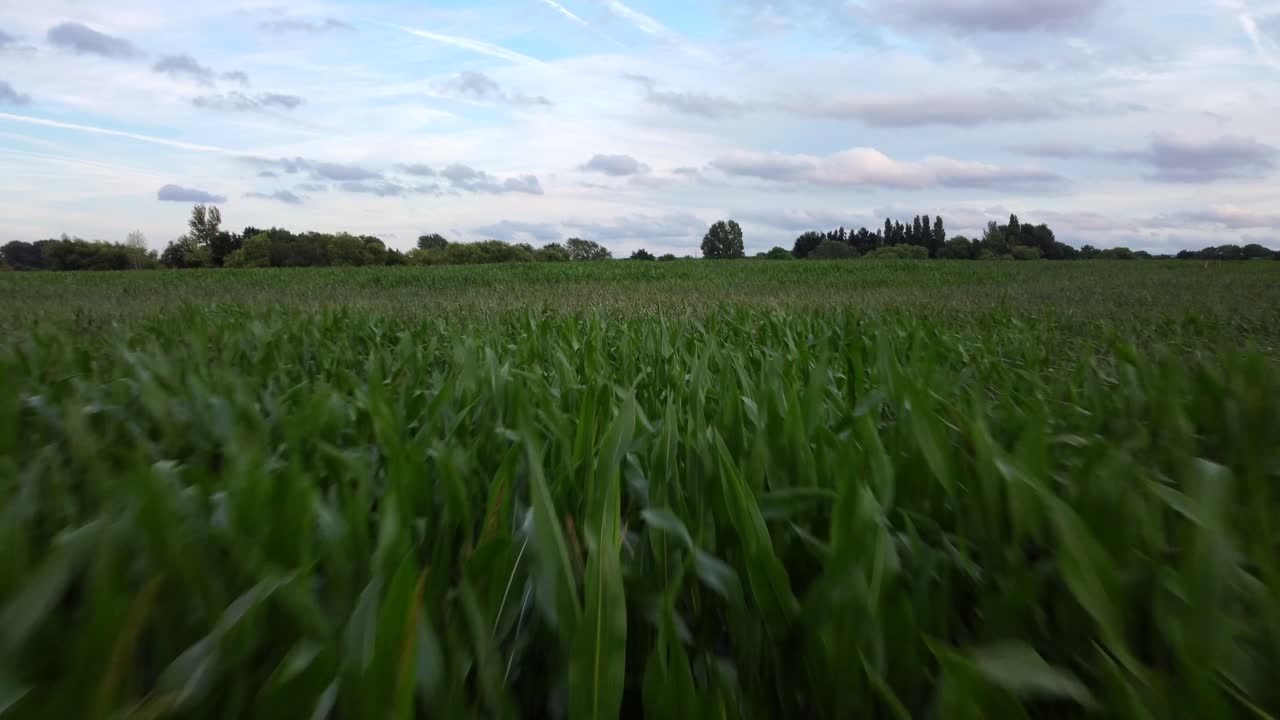 Drone flying over long grass on a farmers field. Sugarcane or cornfield