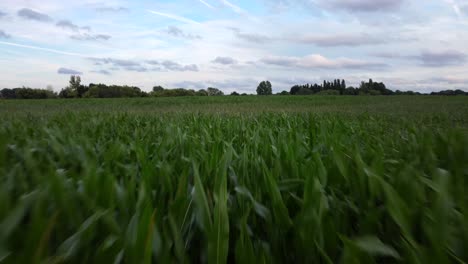 drone flying over long grass on a farmers field. sugarcane or cornfield
