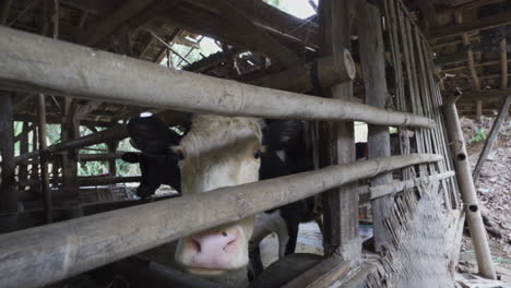 wide shot of a cow in a farm