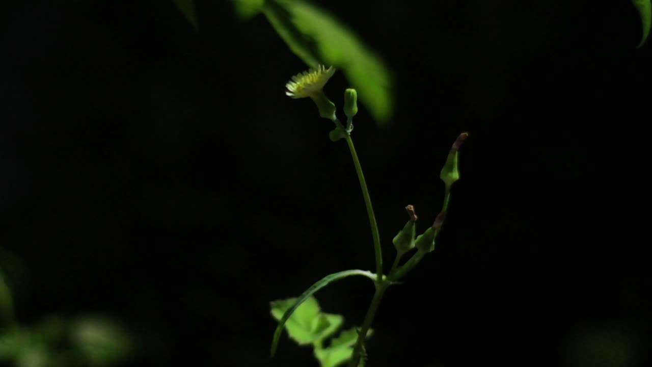 Yellow arugula flower swaying gently in the wind against a dark, blurred background.