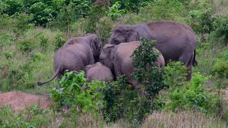 Los-Elefantes-Asiáticos-Son-Especies-En-Peligro-De-Extinción-Y-También-Son-Residentes-De-Tailandia