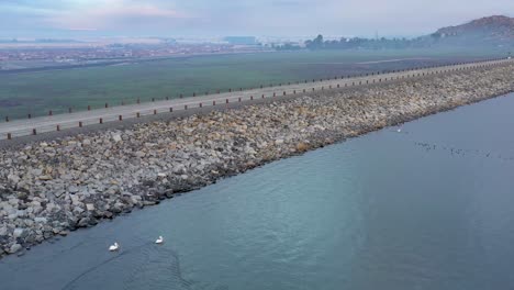 White pelicans birds swimming in Lake Perris next to the dam over looking into the city