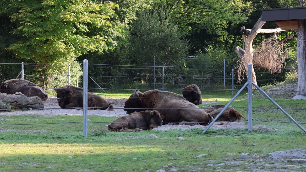 Bison family relaxing in the fenced enclosure, mother and baby