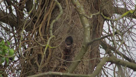 Eichhörnchen-Im-Loch-Im-Baum,-Das-Sich-Umschaut