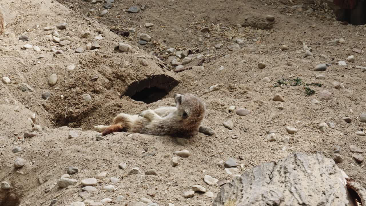 suricata durmiendo en una posición inusual en el suelo polvoriento