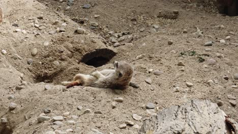 Erdmännchen-Schläft-In-Einer-Ungewöhnlichen-Position-Auf-Dem-Staubigen-Boden