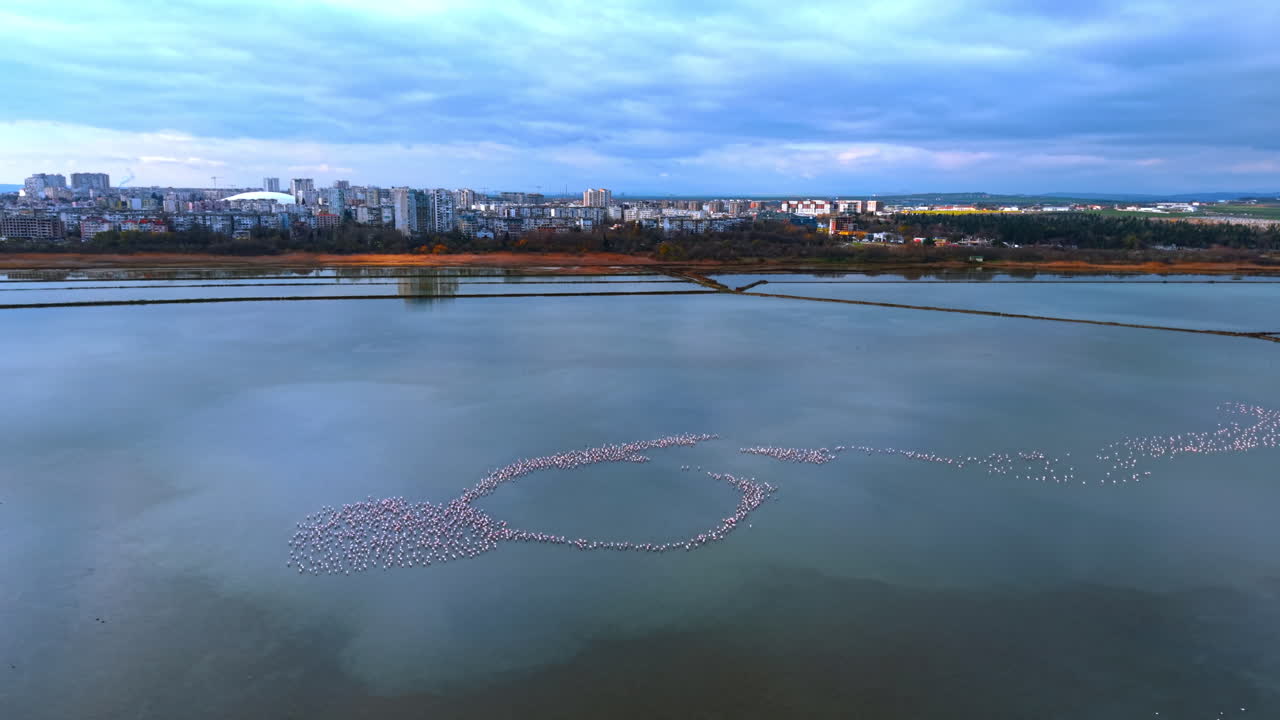 Luftfoto: Flamingoer danner cirkulære former i søen. Dronebillede fra stor højde af en stor koloni lyserøde fugle i lavt lagunevand.
