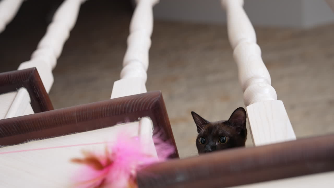 Cat sitting on stairs at home. Domestic cat sitting on high stairs at home