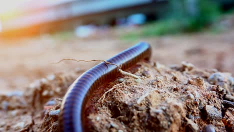 the millipede climb on the ground crack on sunset (4k resolution)