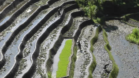 Los-Trabajadores-Agrícolas-Azada-En-Campos-De-Arroz-En-Terrazas-3