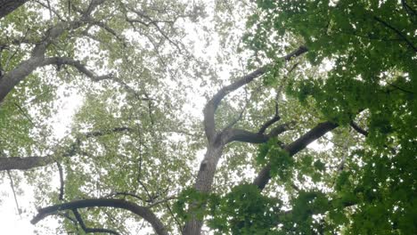 Looking up at trees tossed by wind, Pennsylvania