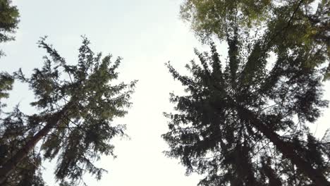 point of view rolling upshot at the pine forest in slow motion