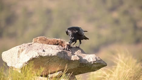 black crow bird eating prey on stone