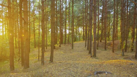 Toma-De-Puesta-De-Sol-En-Movimiento-Lento-Del-Bosque-De-Otoño-En-Europa-Del-Este