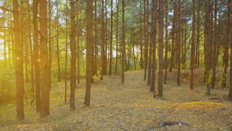 toma de puesta de sol en movimiento lento del bosque de otoño en europa del este