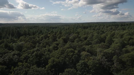toma aérea volando bajo sobre los árboles en el bosque empujando hacia adelante durante el día con nubes