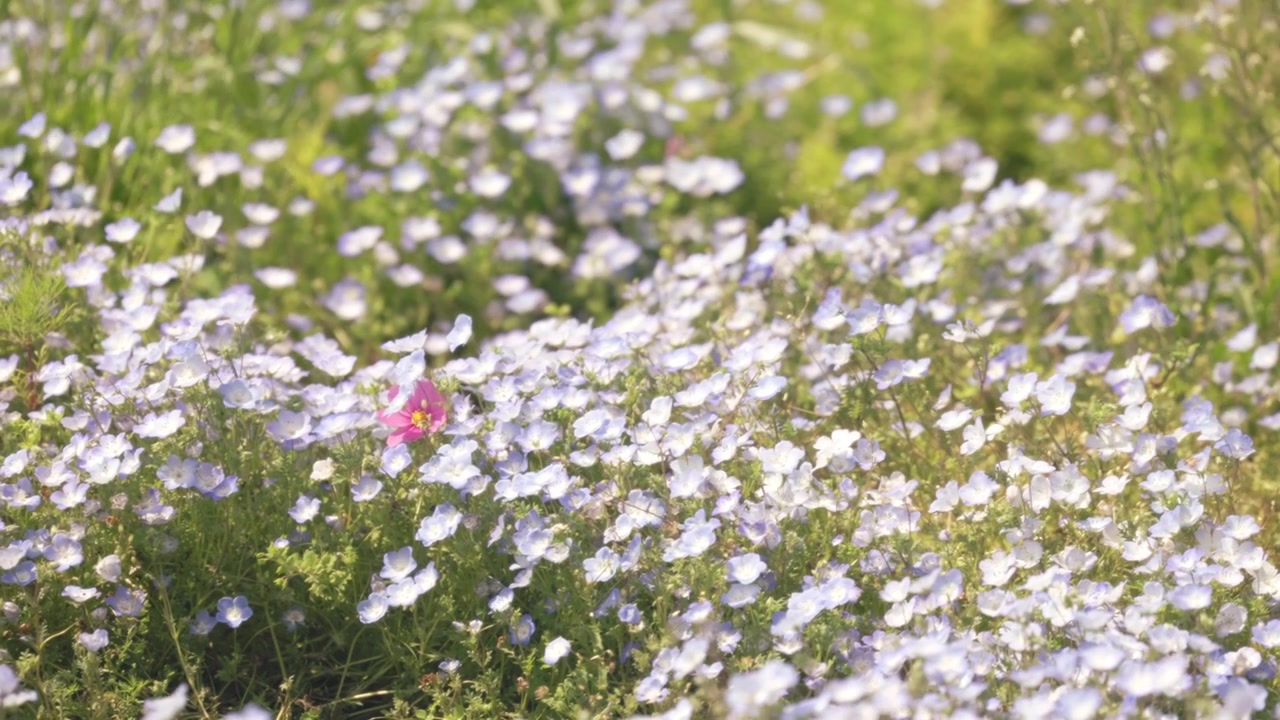 Um Campo de Delicadas Flores Nemophila Azul-Claras (Olhos de Bebê Azuis) em Plena Floração Primaveril, Criando uma Paisagem Floral Suave e Encantadora - Em Detalhe