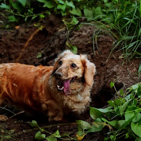 Beautiful dachshund outdoors. Pet dogs digging hole in the soil on field in summer. Adorable dog. Domestic pets walking.
