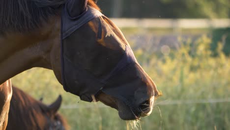 cerca de un caballo masticando hierba durante la puesta de sol en suecia