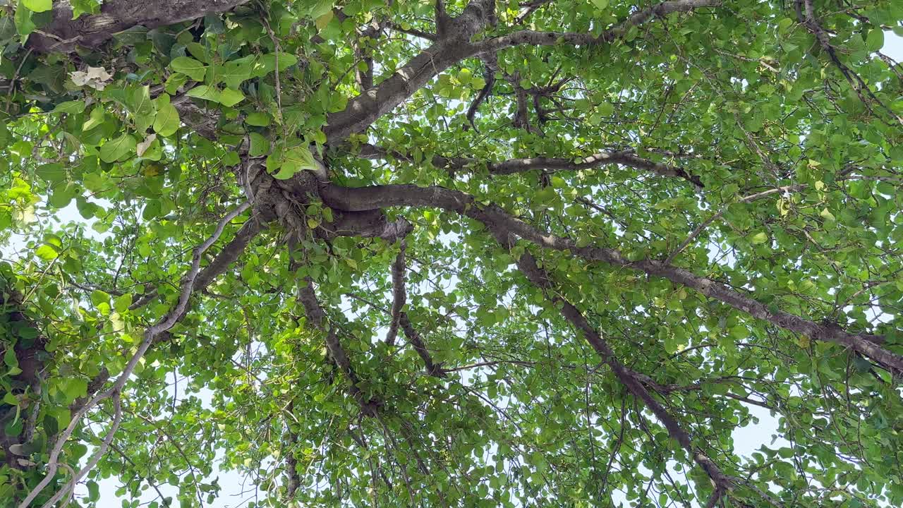 Camera looking up at the banyan tree (Ficus benghalensis) is the national tree of the Republic of India and is considered to be sacred
