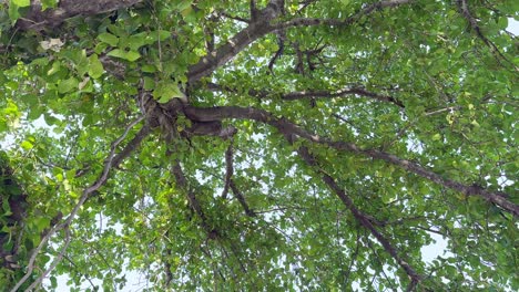 camera looking up at the banyan tree (ficus benghalensis) is the national tree of the republic of india and is considered to be sacred