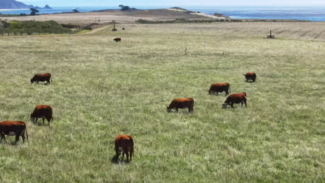 drone flight close view of cows grazing on green grass on the shore of pacific ocean