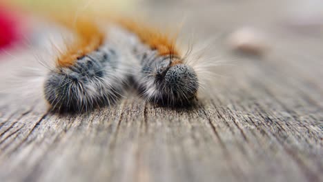 extreme macro close up and extreme slow motion of two western tent caterpillar’s as one of them moves and looks at the other