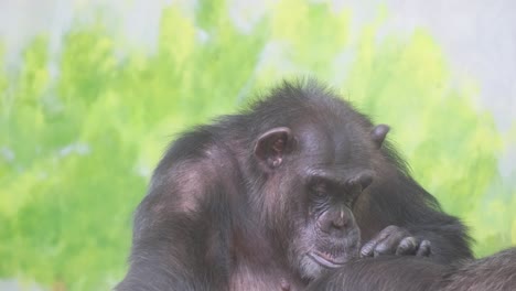 chimpanzee portrait