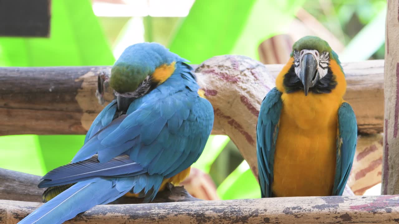 loro colorido sentado en la rama del árbol y mirando a su alrededor, singapore