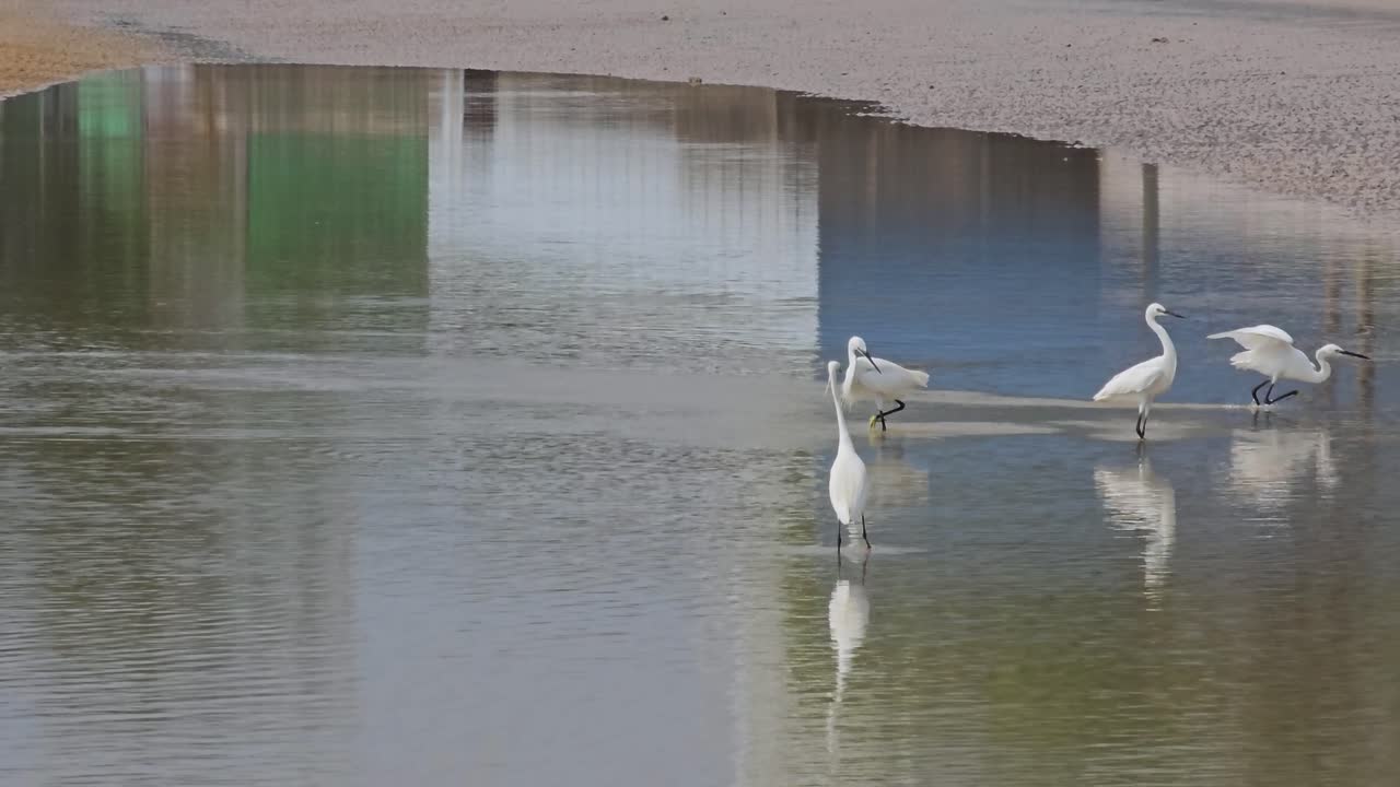 Group of Little Egrets Catching Fishes in Shallow Sea Water Paddle At Low Tide - wide angle