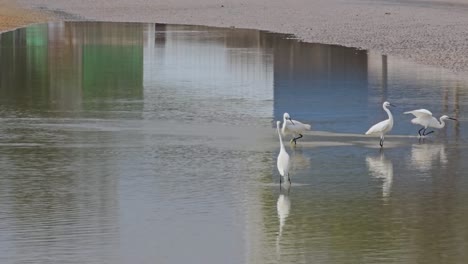 group of little egrets catching fishes in shallow sea water paddle at low tide - wide angle