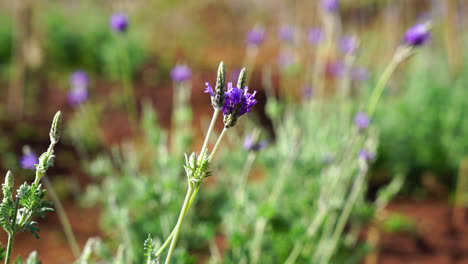 lavender flowers in the garden