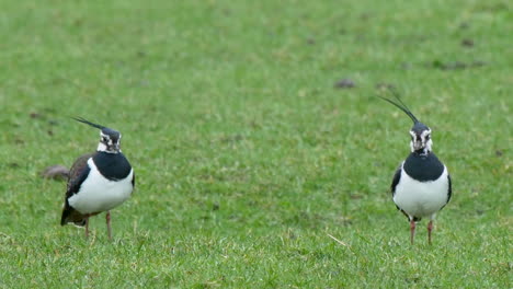 Front-view-of-a-pair-of-Lapwings-in-full-breeding-plumage,-standing-in-a-field-with-their-magnificent-crests-blowing-in-the-Wind