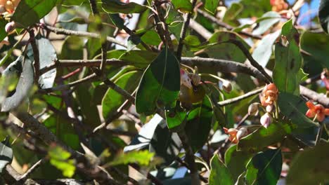 Seen-sucking-some-nectar-from-the-flowers-during-a-windy-morning,-Indian-White-eye-Zosterops-palpebrosus,-Thailand