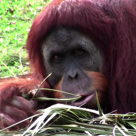 an orangutan lounges on the forest floor