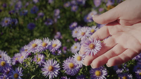 a woman's hand touches a delicate flower. freshness and naturalness concept