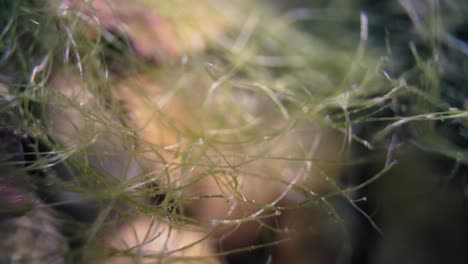 símbolo para la oxigenación submarina de las raíces de las plantas acuáticas - burbujas de aire en la punta de la raíz