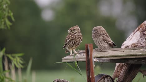 medium static shot of a little owl parent fly in to feed a juvenile sitting on a wooden board, before the parent flies off again