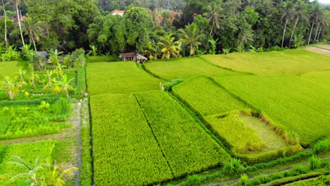 scenic landscape of green rice fields in bali, indonesia - drone shot