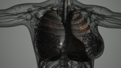 science anatomy scan of human lungs