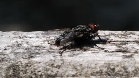 macro shot of a house fly on the stone